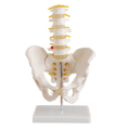 Modelo lumbar de cinco segmentos de cinta pélvica natural