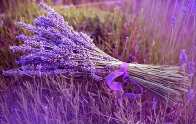 Hidrosol de lavanda natural por atacado com o melhor preço