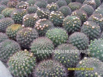 Gymnocalycium saglionis