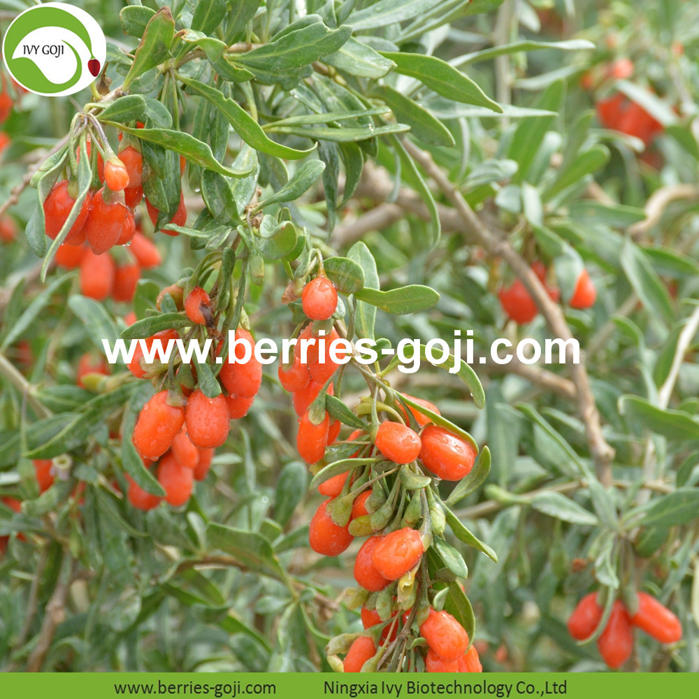 Goji berry 