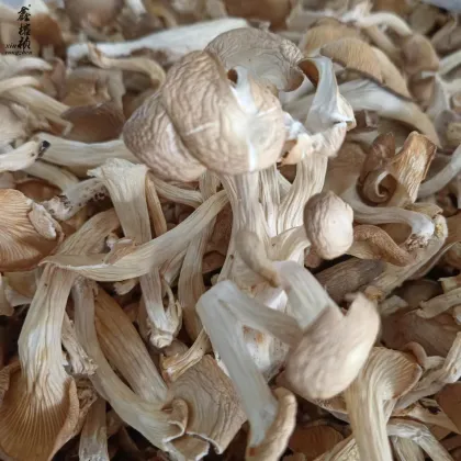 Dried White Back Black Fungus Wood Ear Mushroom Supplies for Sale
