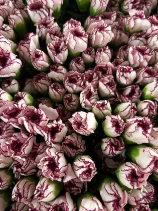 Single-headed carnation Purple elf