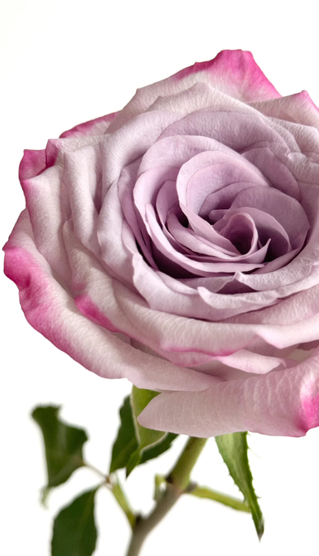 Glamorous Rose