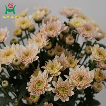 Champagne Yellow Spray Mums Flowers