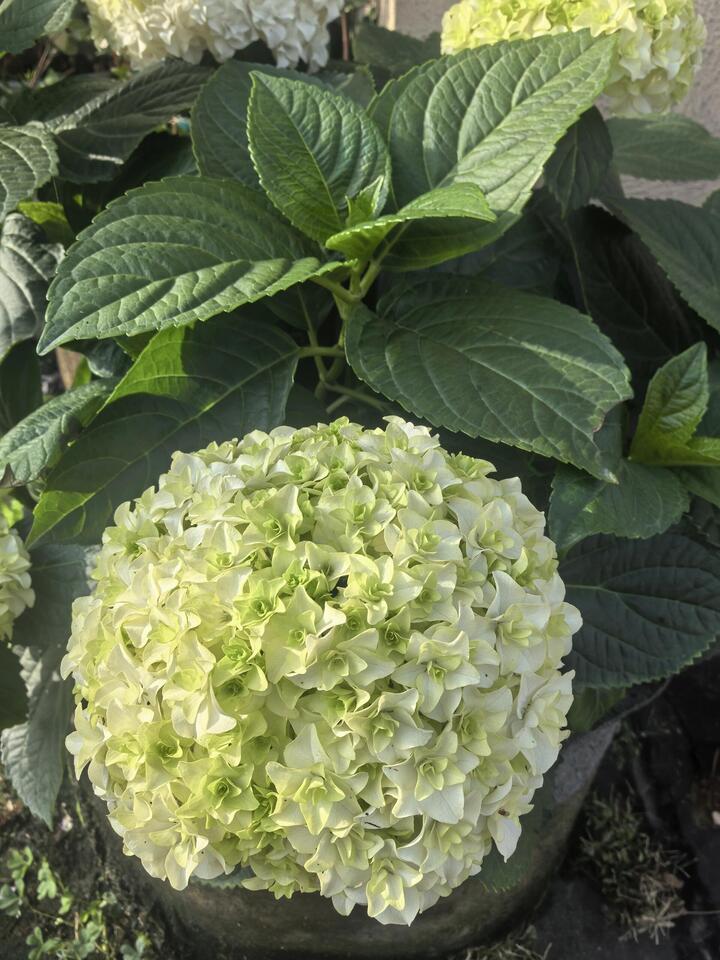 Princess Anne's Double Hydrangea