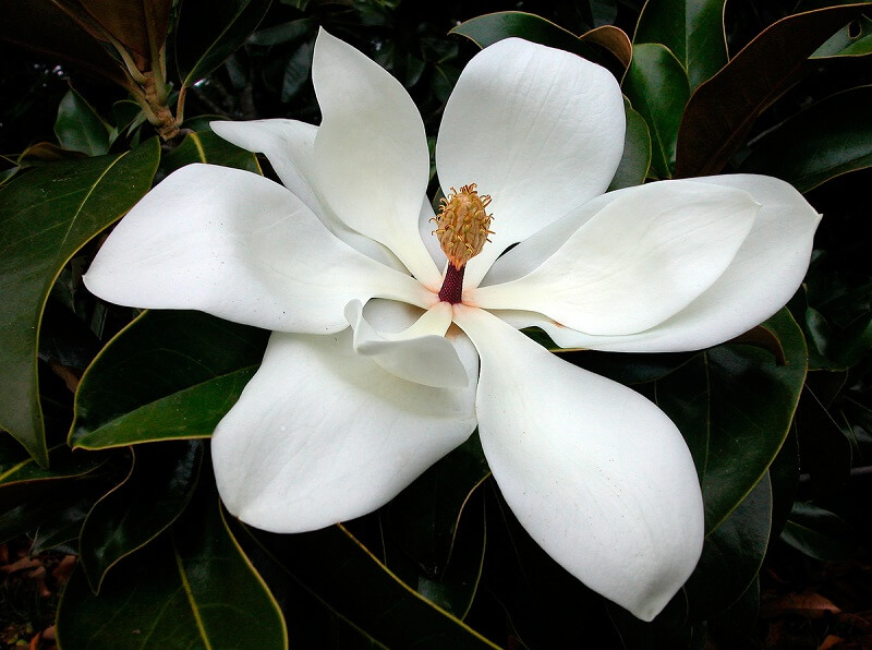 Magnolia Bark Extract (4)