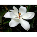 Magnolia Bark Extract powder