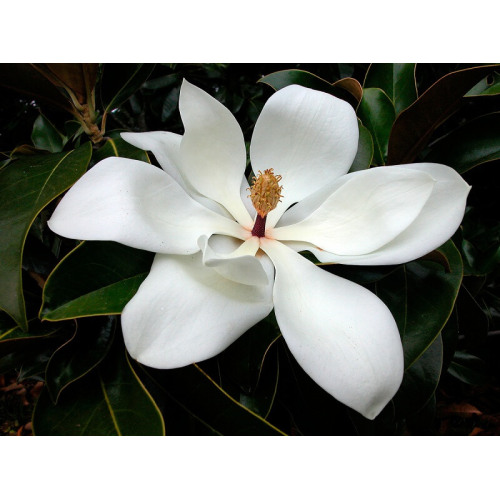 Magnolia Bark Extract powder