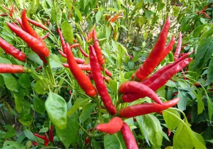 Hotsale Spicy Chaotian Chili