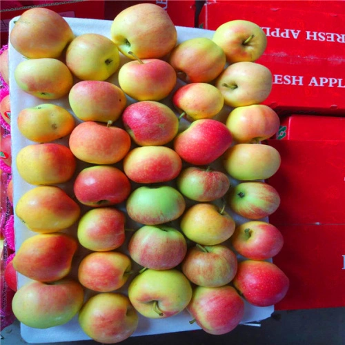 New Crop Fresh Red Gala Apple - China Fresh Apple Red Gala Apple Fruit,  Similar to South Africa Gala