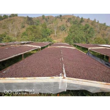 Café instantâneo de bom valor por atacado (seco de spray)