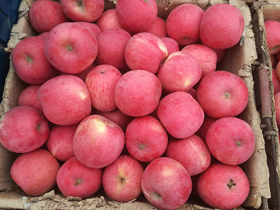 Sweet apple fruit