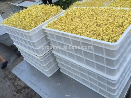 Automatic Bean Sprout Machine/Soybean Sprout Machine/Mung bean Sprout Machine