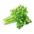 Fresh Celery Juice Powder for Daily Use