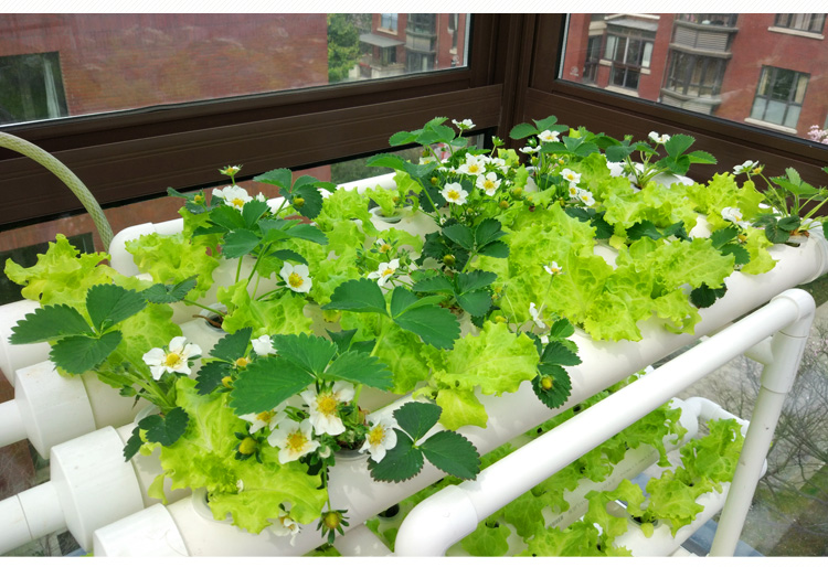 hydroonics1