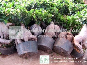 Ficus small indoor bonsai