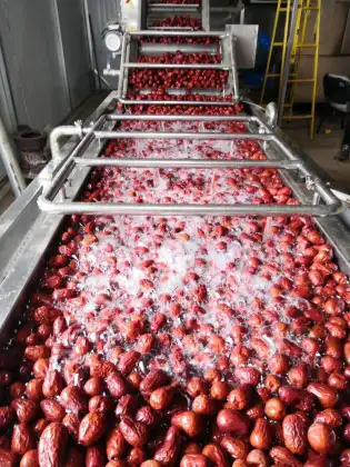 Professional Vegetable and Fruit Washer: Green Vegetable Washing Machine