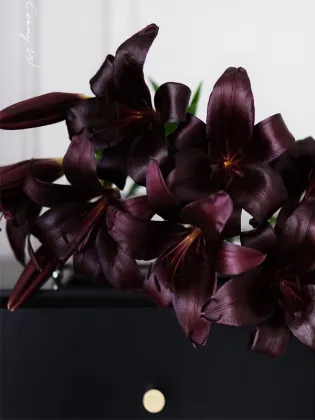 Black Knight Spray Lily