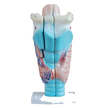 Darhmmy 3 fois modèle de larynx humain pour l'anatomie médicale et l'enseignement