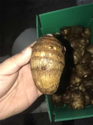 big size fresh taro