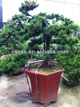 Podocarpus bonsai