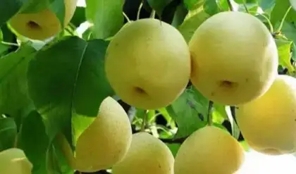 new crop autumn pear