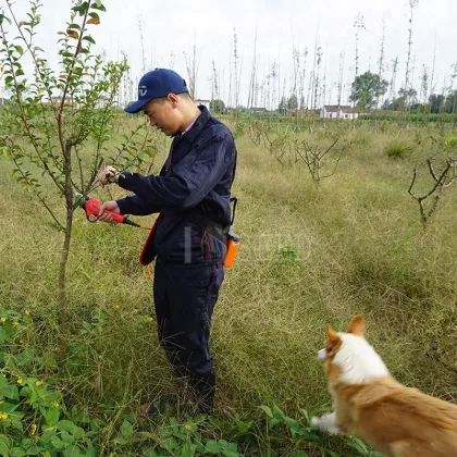 Best Electric Pruners for Orchards: Li Battery Garden Tools