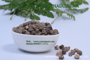 Moringa Oleifera PKM1 Suppliers