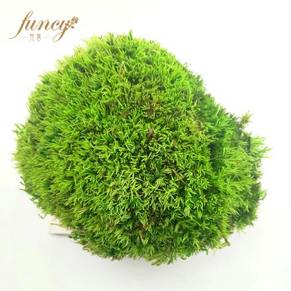 Wild Forest Lichen Moss for House Decoration