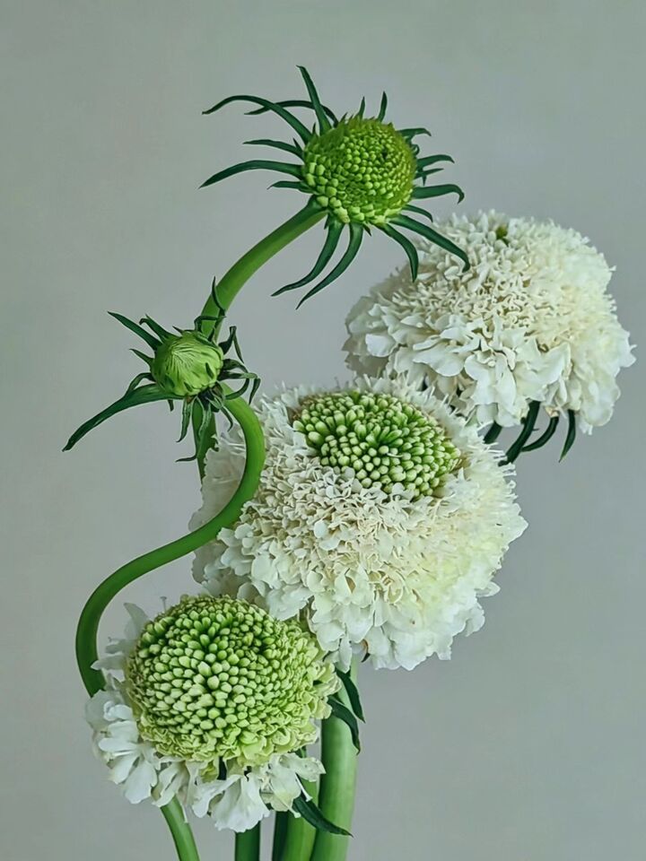 Scabious
