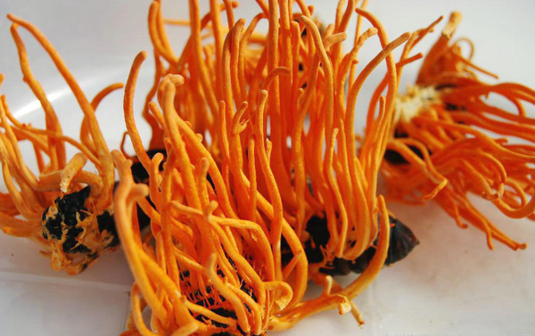 cordyceps cordycepin