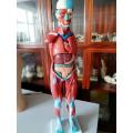 Human Muscular System Model