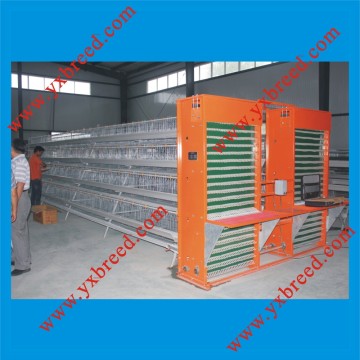 Chicken Cages Whith Automatic Egg Collecting System (YX-EC)
