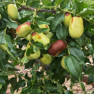 OrganicChinese Dates/Jujube/Hongzao from Ningxia