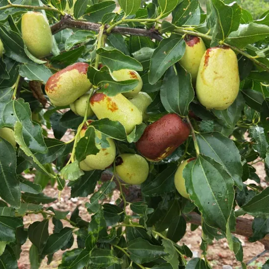 OrganicChinese Dates/Jujube/Hongzao from Ningxia