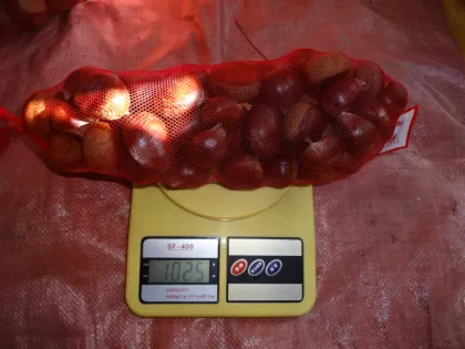 New Season Fresh Chestnut