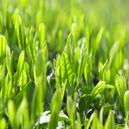 Best Price Gold Factory Provide L-Theanine Powder Theanine Extract Powder 99%