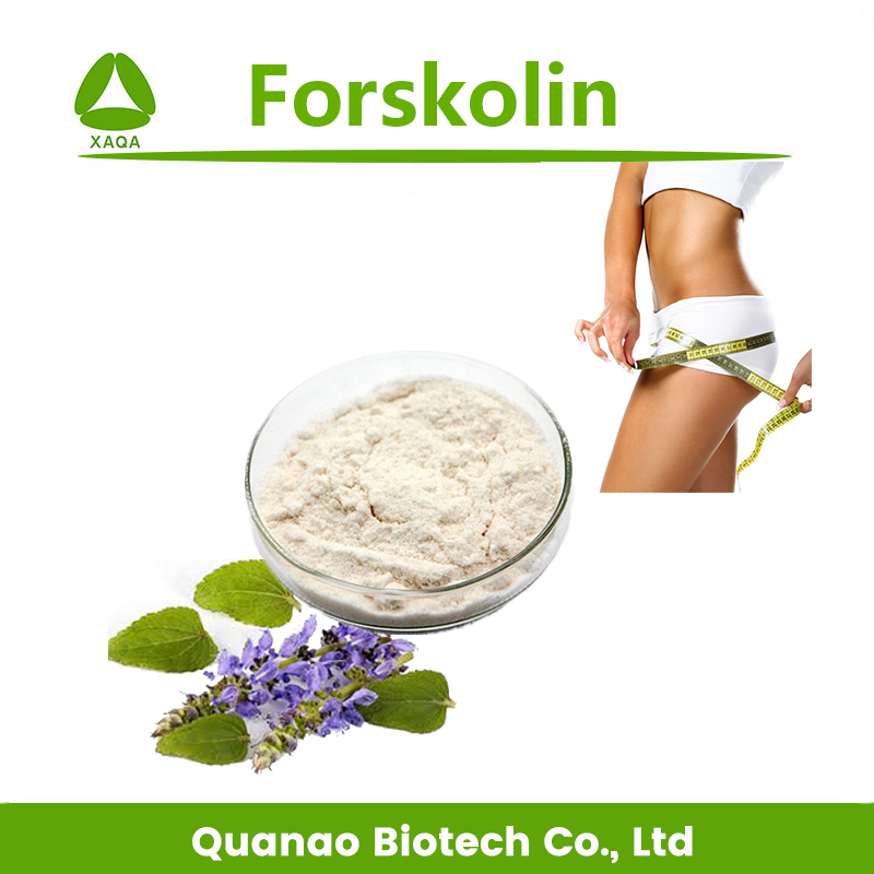 Extrato de Forskolin de Coleus Forskohlii de perda de peso 1% -98%