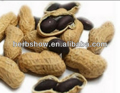 High quality peanut seeds for sale