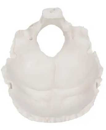 Occipital model