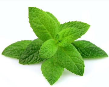 Huiles essentielles de menthe poivrée pour la grossesse