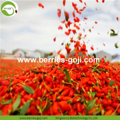Factory Supply Fruits Premium Red Goji Berry