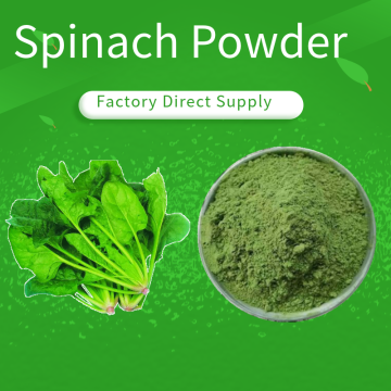 Buy Spinach Juice Powder Bulk