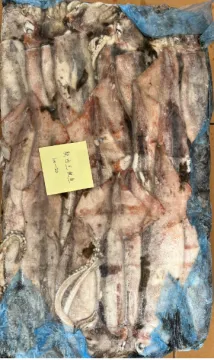 Frozen Arrow Squid 100-200g
