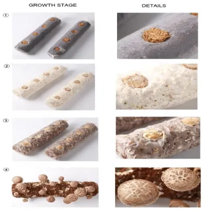 Cultivated frozen shiitake mushroom logs shiitake