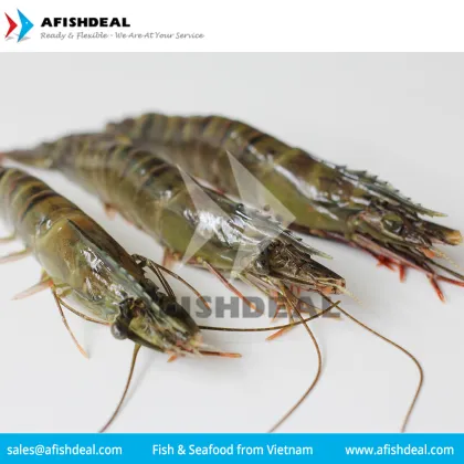 BLACK TIGER SHRIMP - FROZEN PENAEUS