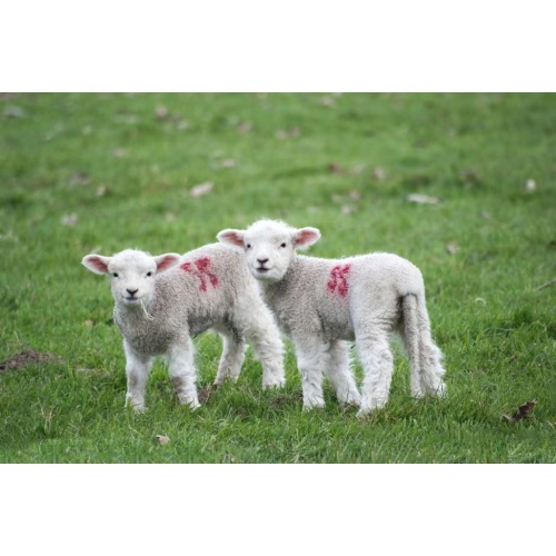 High Digestibility Nutritional Animal Feed Soya Lecithin