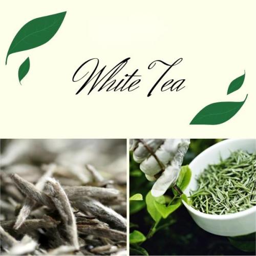 30% Polyphenols Camellia Sinensis White Tea Extract