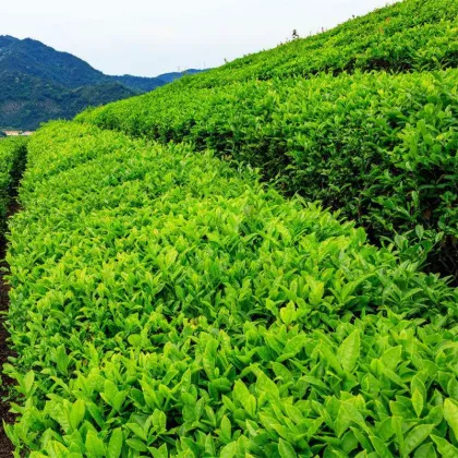 China Green Tea for The World