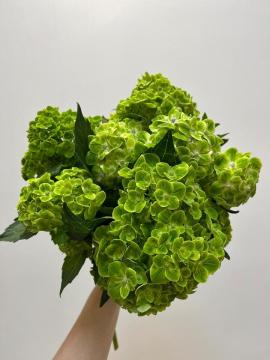 Fresh Cut Green Hydrangea Bulk Wholesale for Wedding